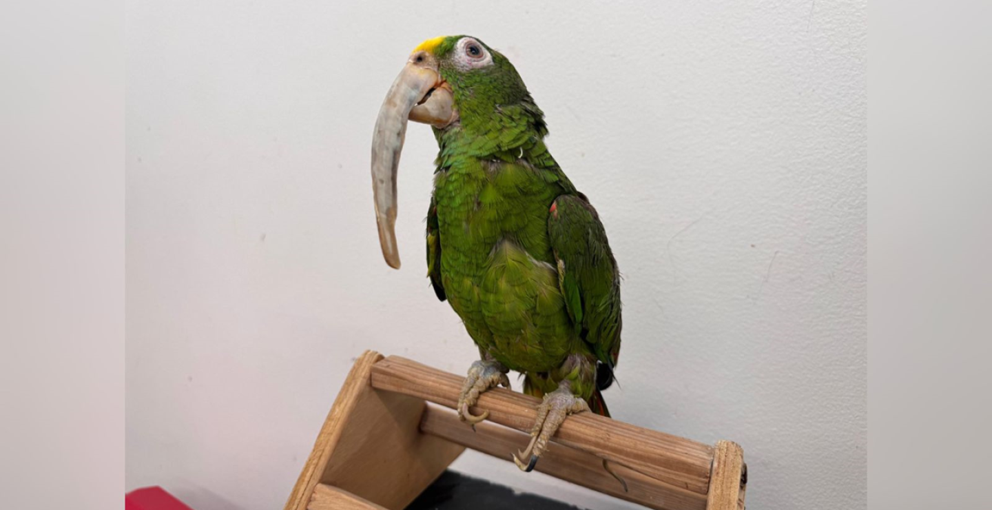 Loro rescatado.