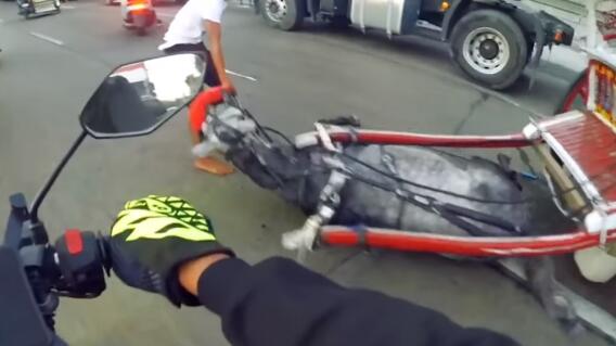 329442_Foto: Blu Radio - Caballo / Video Youtube