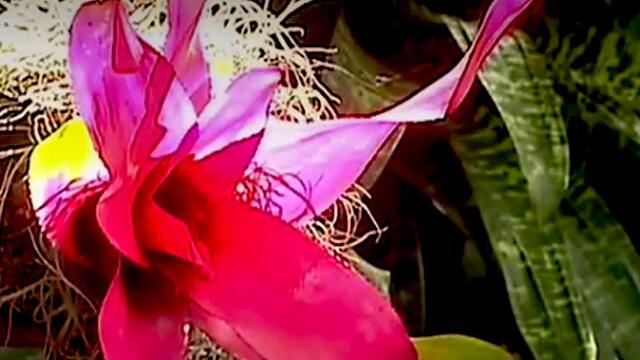 ¡Cali florece! En la Sultana del Valle se lleva a cabo hermosa e imponente exposición de orquídeas 