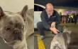 Perro vivió una noche de terror en Bogotá luego de que se robaran carro en el que se encontraba