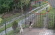 Por pelea de vecinos un hombre dispara contra un perro en Santander .jpg