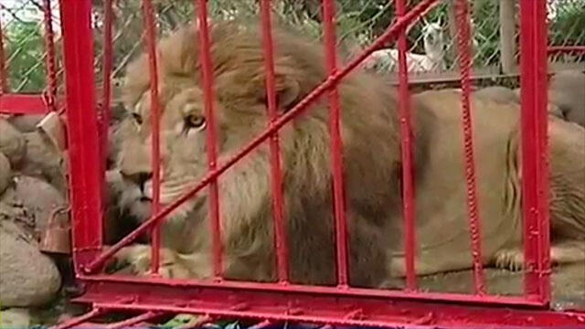 Comunidad en Cali se opone a que acaben con refugio que alberga a más de 200 animales silvestres