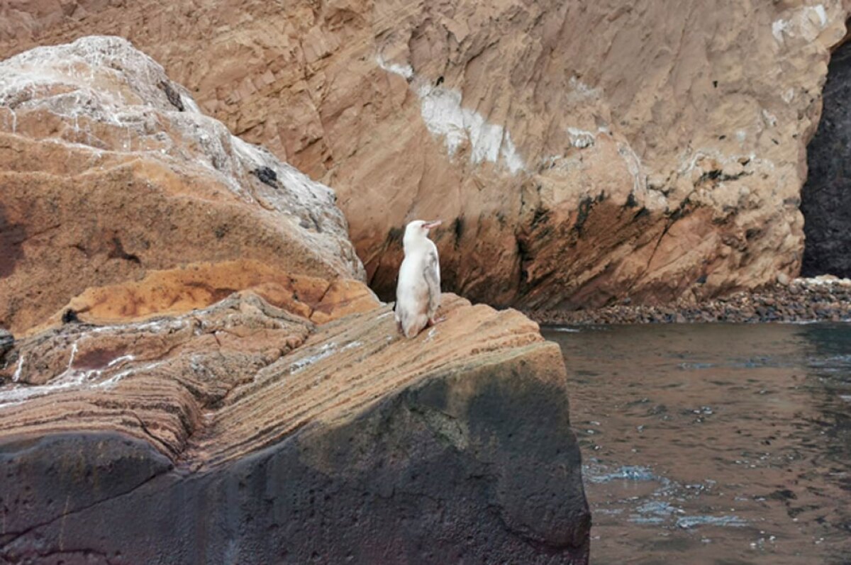 pinguino blanco islas galapagos