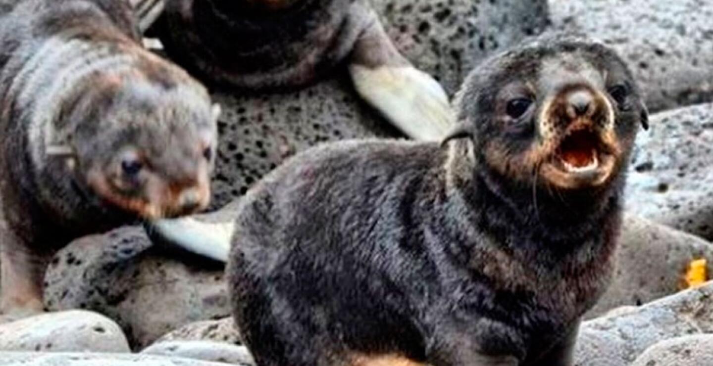 Un grupo de crías de focas en el Refugio Marino de Alaska practica sus llamados. 