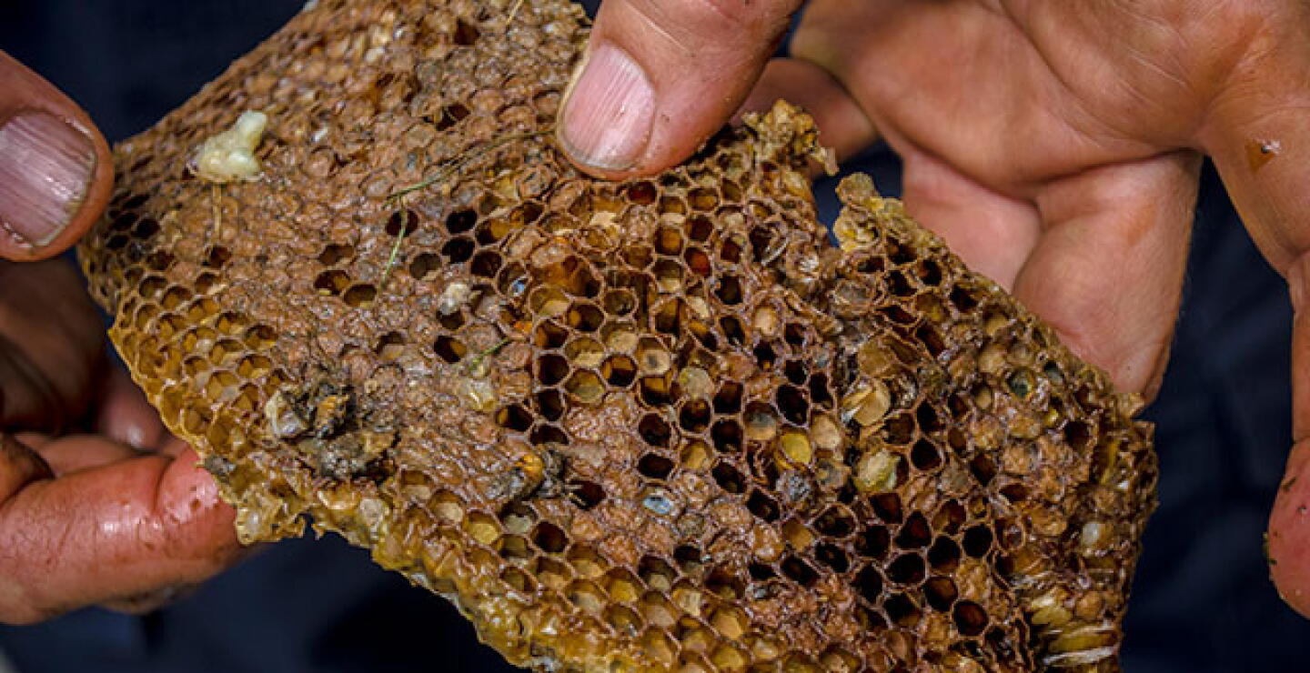 abejas-3_0.jpg