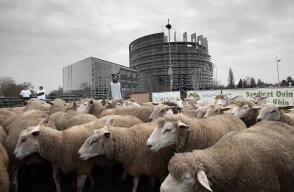 295385_BLU Radio. Ovejas // Foto: AFP