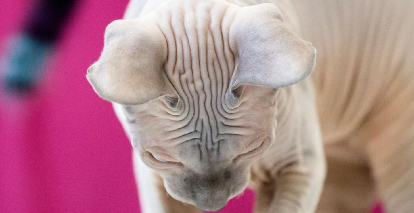 gato9_0.jpg