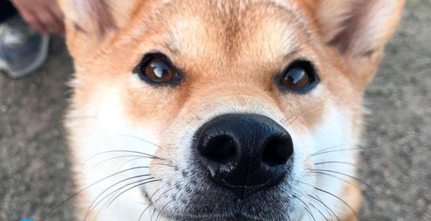 perro.jpg