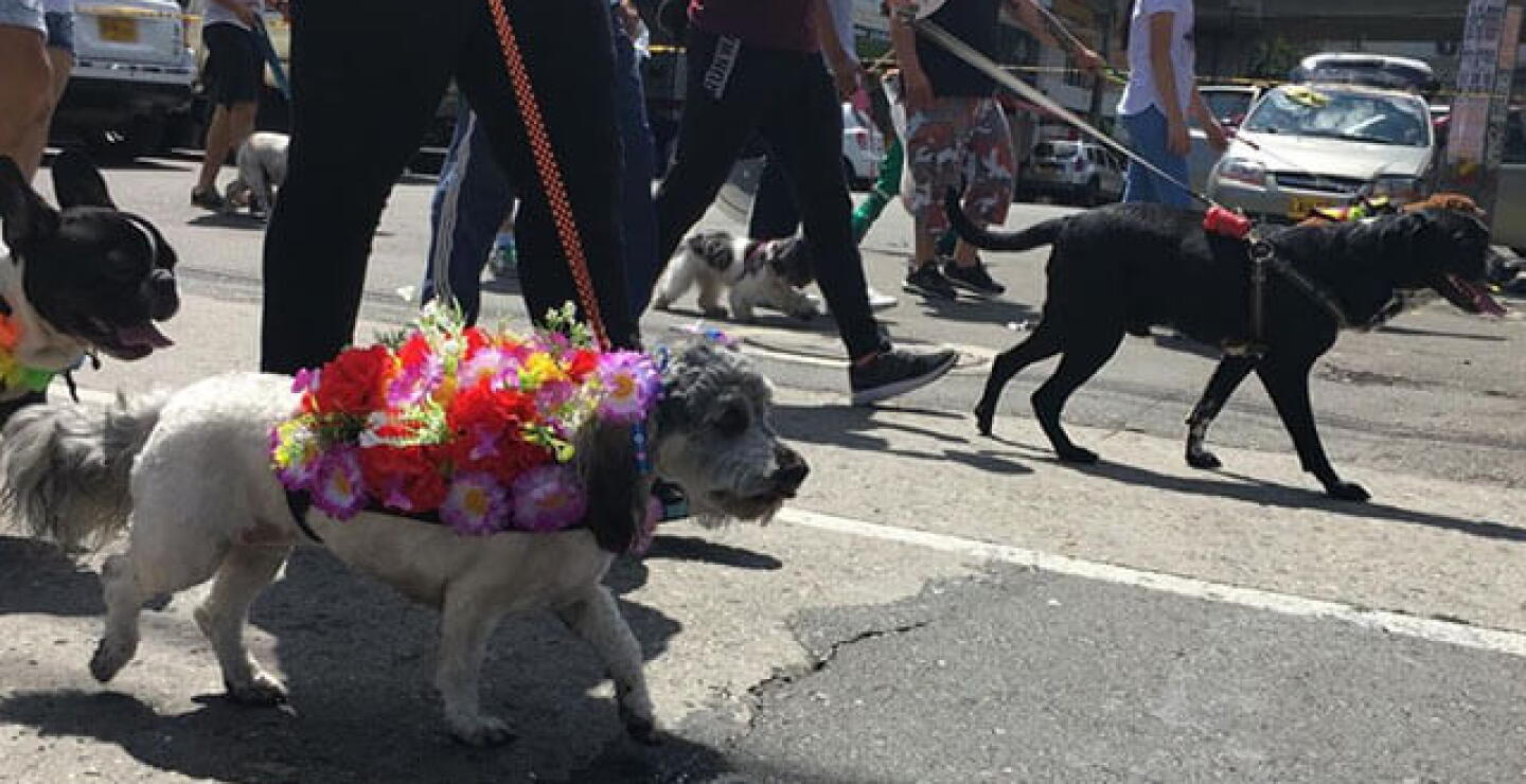 caminata_canina.jpg