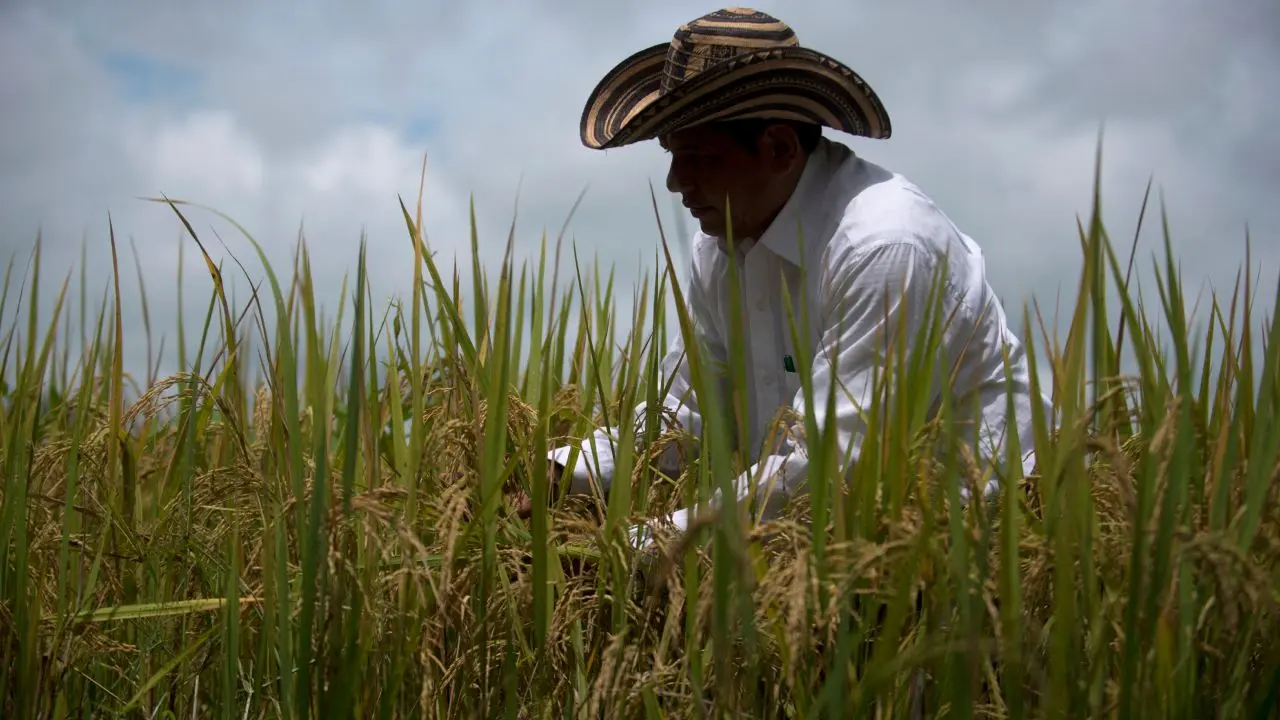 Ministro de Agricultura genera controversia al sugerir sustituir cultivos de arroz por marañón