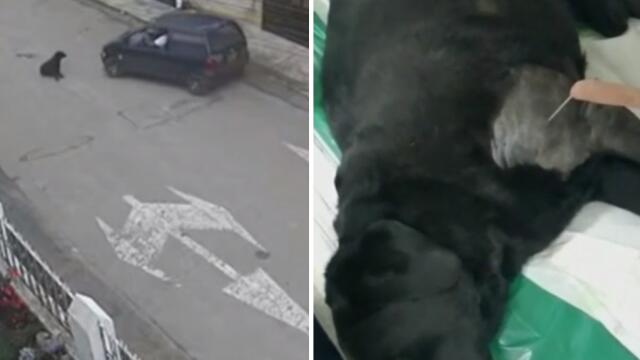 Perro fue arrollado en Sesquilé: ¿fue a propósito? Perro fue arrollado en Sesquilé: ¿fue a propósito?