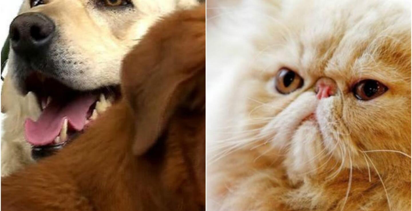 282288_Blu Radio / perros y gatos / Foto: Referencia AFP