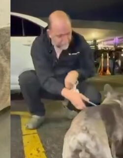 Perro vivió una noche de terror en Bogotá luego de que se robaran carro en el que se encontraba
