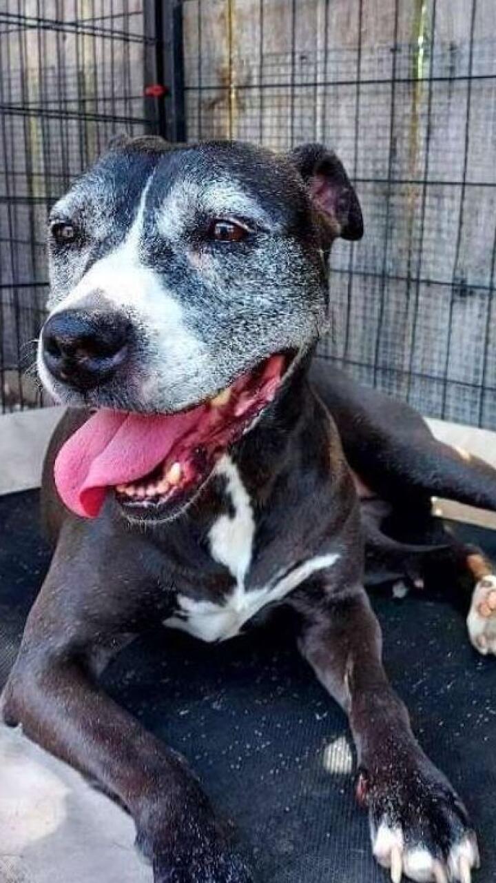 Vanessa, la perrita pitbull que pasó 11 años en un refugio esperando a que la adoptaran