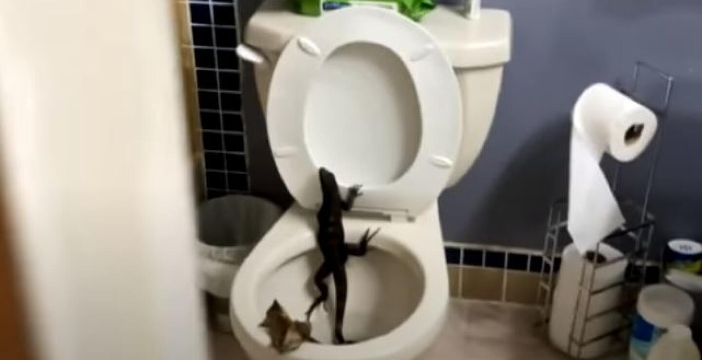 iguana en baño