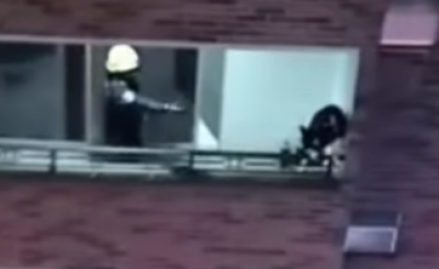 Perro Lobo a punto de caer de un edificio
