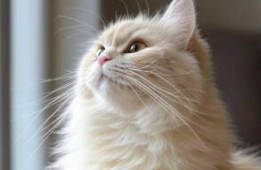 Gato / animales / mascotas