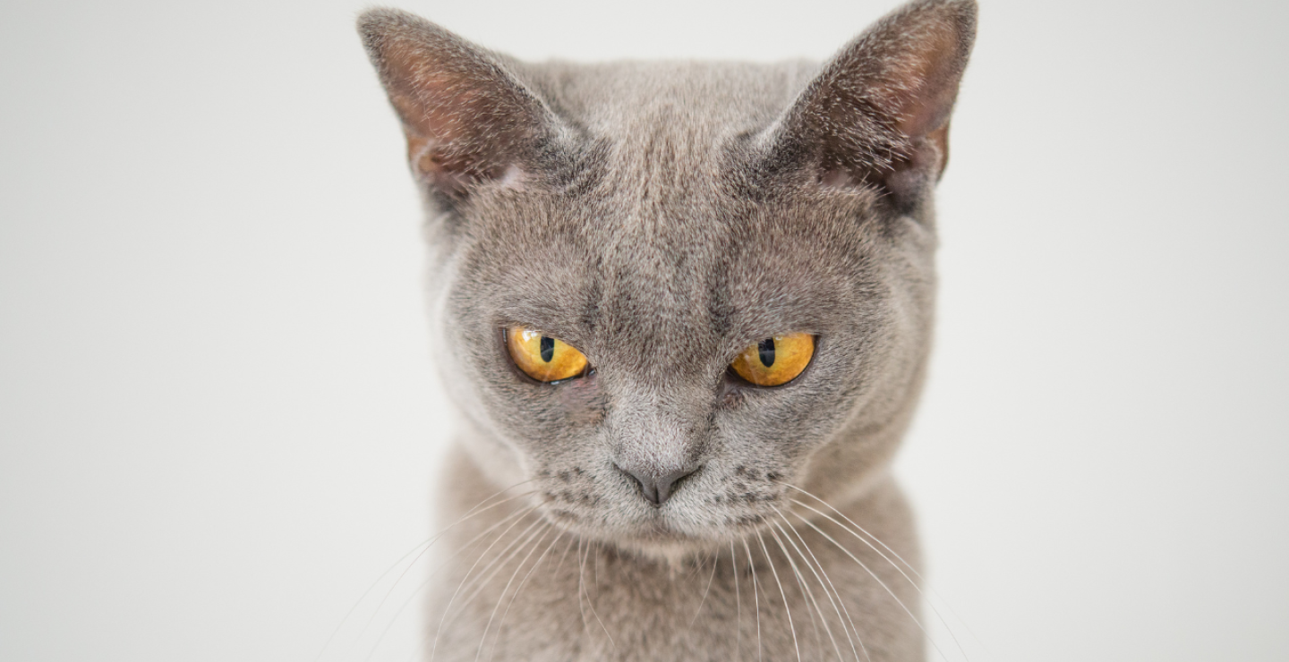 Gato gris