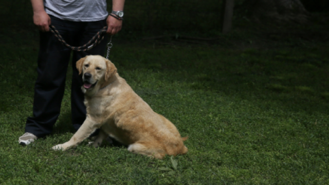 Descubrió que maltrataban a su cachorro en escuela para perros cuando se viralizaron estos videos