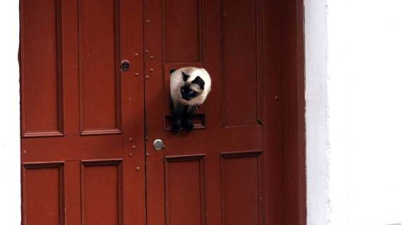 230615-gato-colp.jpg 230615-gato-colp.jpg