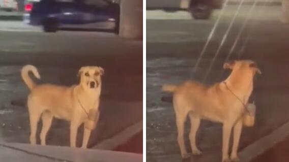 Perrito que pidió dinero en un semáforo enternece a las redes sociales Perrito que pidió dinero en un semáforo enternece a las redes sociales