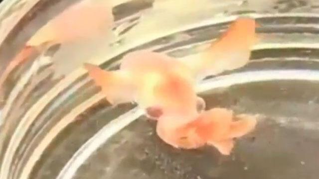 Este es ‘Bebé Dumbo’, un extraño pulpo miniatura Este es ‘Bebé Dumbo’, un extraño pulpo miniatura
