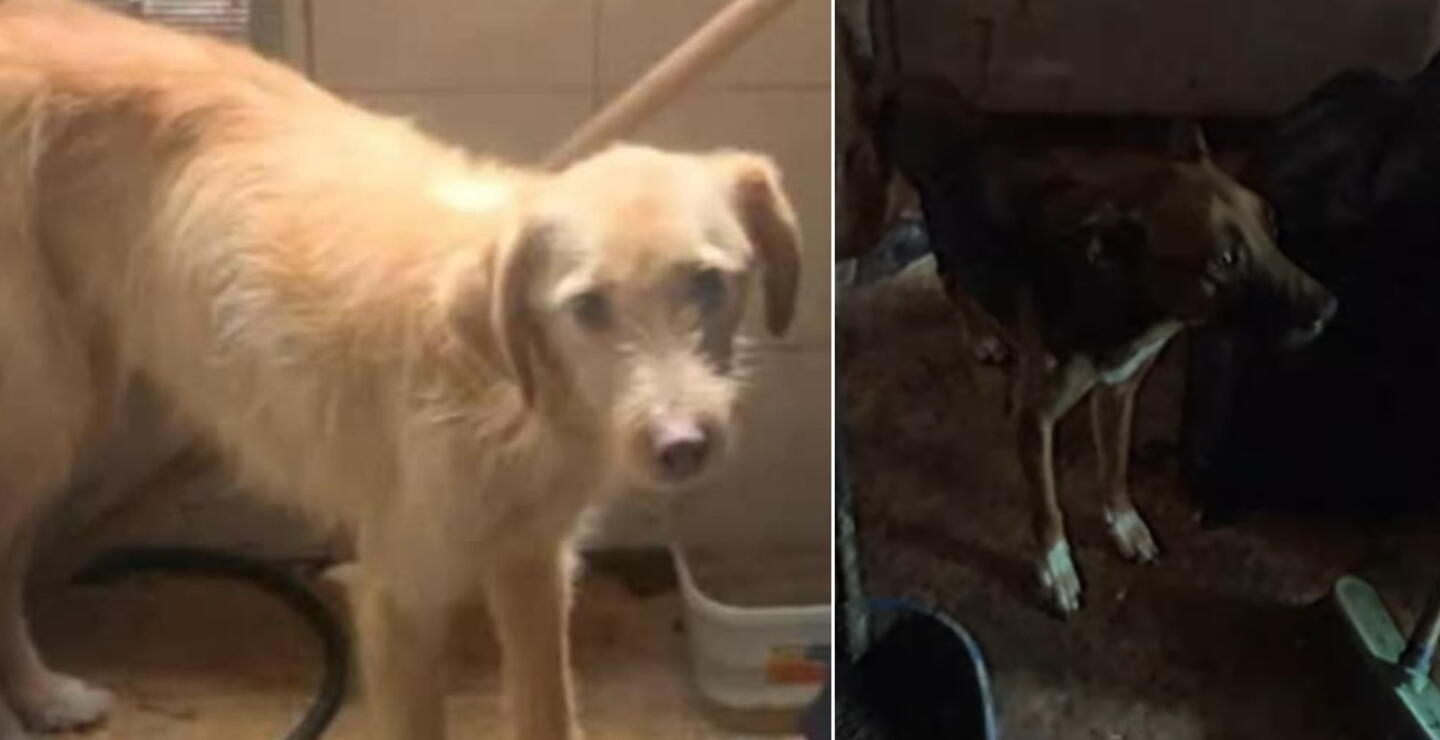 Rescatan a dos perros que permanecían encerrados desde hace meses en Kennedy