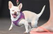 360916_Perro chihuahua / Foto: AFP