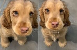 20467_Foto: Foto tomada de video publicado por Woof Woof / Facebook