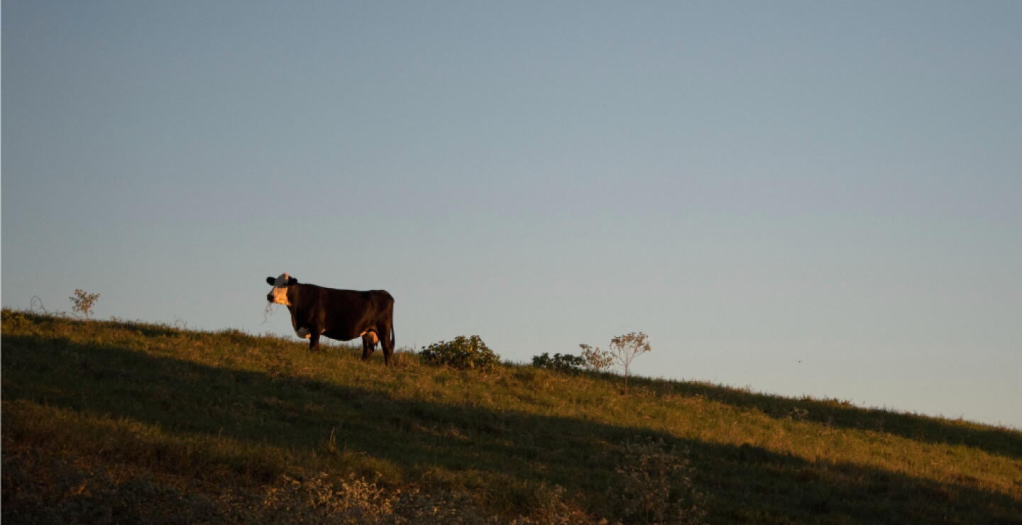 Vaca.jpg