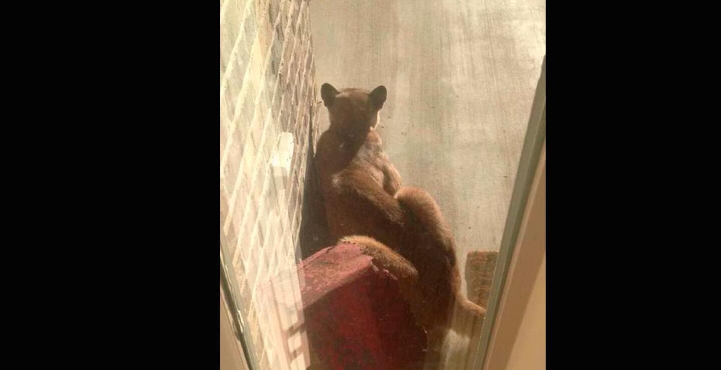 Enseguida, como ella explica con humor, la familia hizo lo que se hace normalmente cuando se encuentra un puma en el jardín: “llamar a las autoridades, mirar por la ventana, llamar a tus amigos, tomar fotos, mirar por la ventana”.