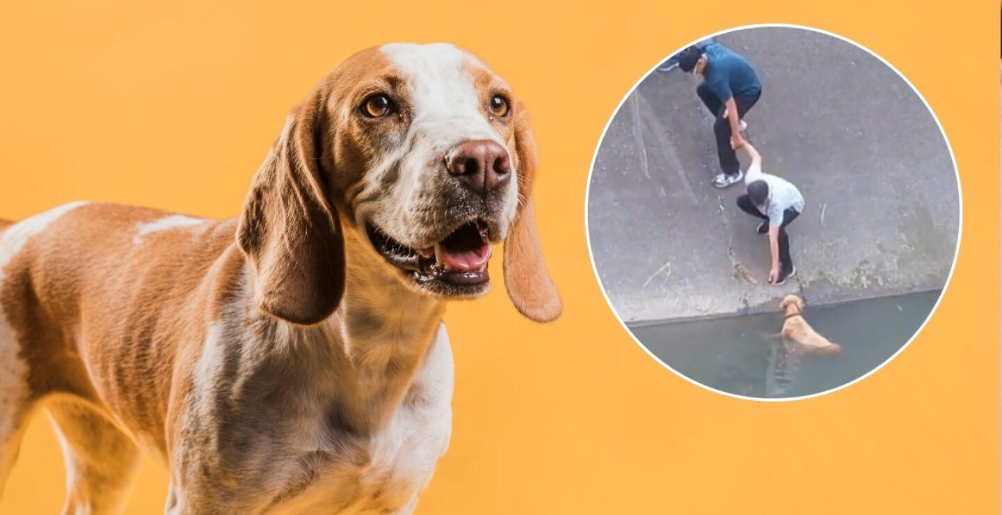 Vecinos rescatan perro que cayó a un caño