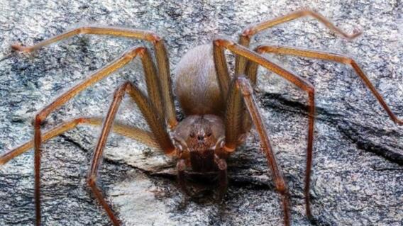 Como identificar araña violinista Como identificar araña violinista