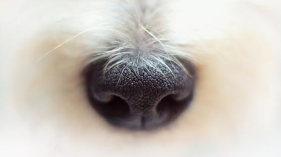 Hocico de perro Hocico de perro