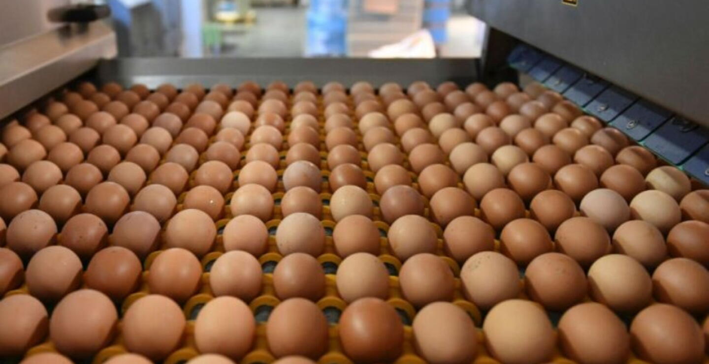 Huevos
