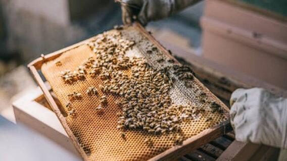 Imagen referencial, panal de abejas Imagen referencial, panal de abejas