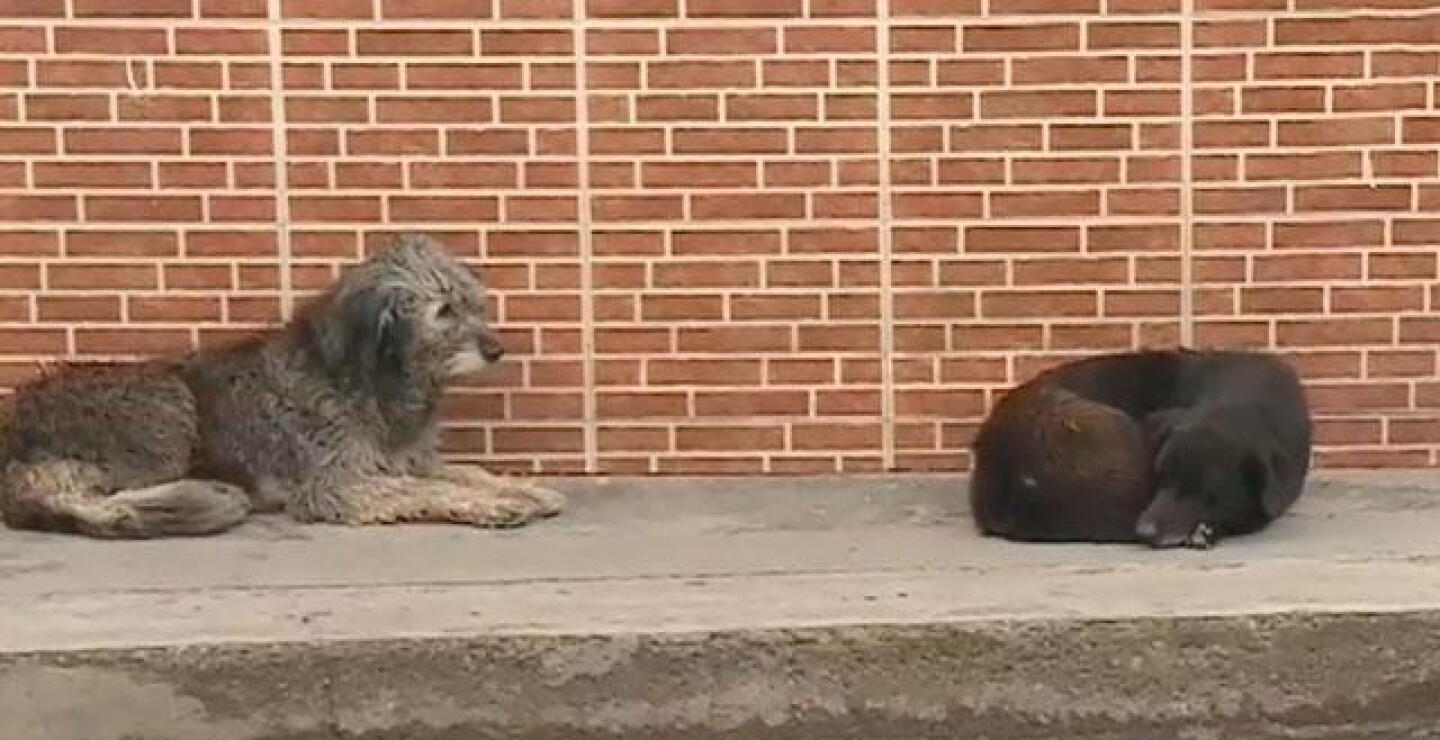 Qué hacen autoridades de Zipaquirá frente a perros callejeros tras ataque a dos niños