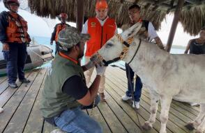 Apolo, burro rescatado por maltrato