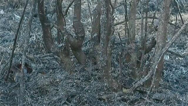 Sequía tiene en alerta roja al 80% de Córdoba