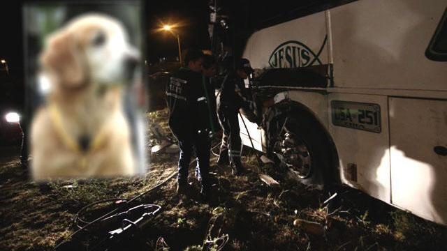 Un perro fue el que descubrió alijo de marihuana ocultó dentro del bus accidentado en Ecuador