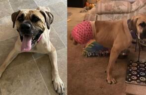 Perrita se vuelve viral en Internet. 