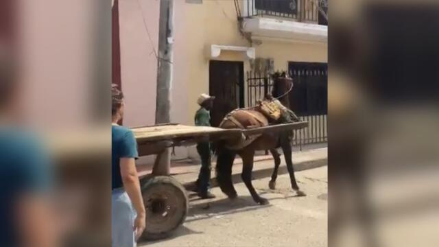 Capturan a hombre que maltrataba a un caballo en Bolívar Capturan a hombre que maltrataba a un caballo en Bolívar