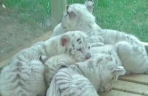 tigres.jpg