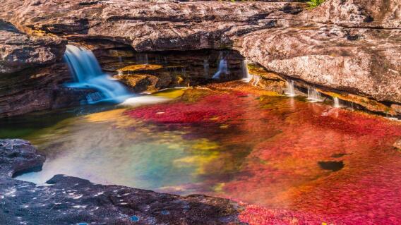 Caño Cristales Caño Cristales