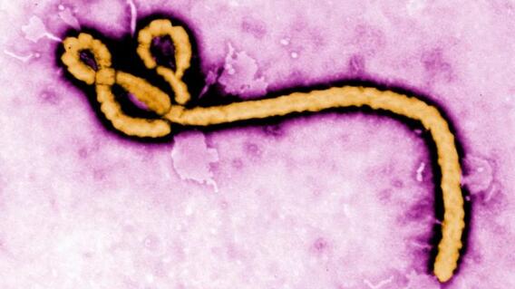 OMS alerta emergencia de salud pública por brote de ébola en este país: esto se sabe