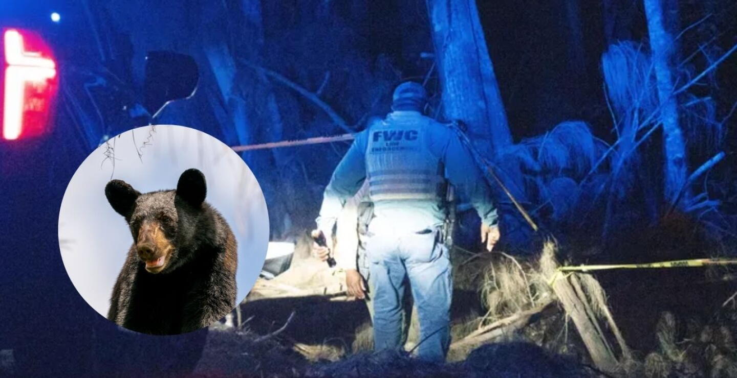 Un oso negro mató a un hombre de 89 años y a su perro: ocurrió en Florida, EE. UU.