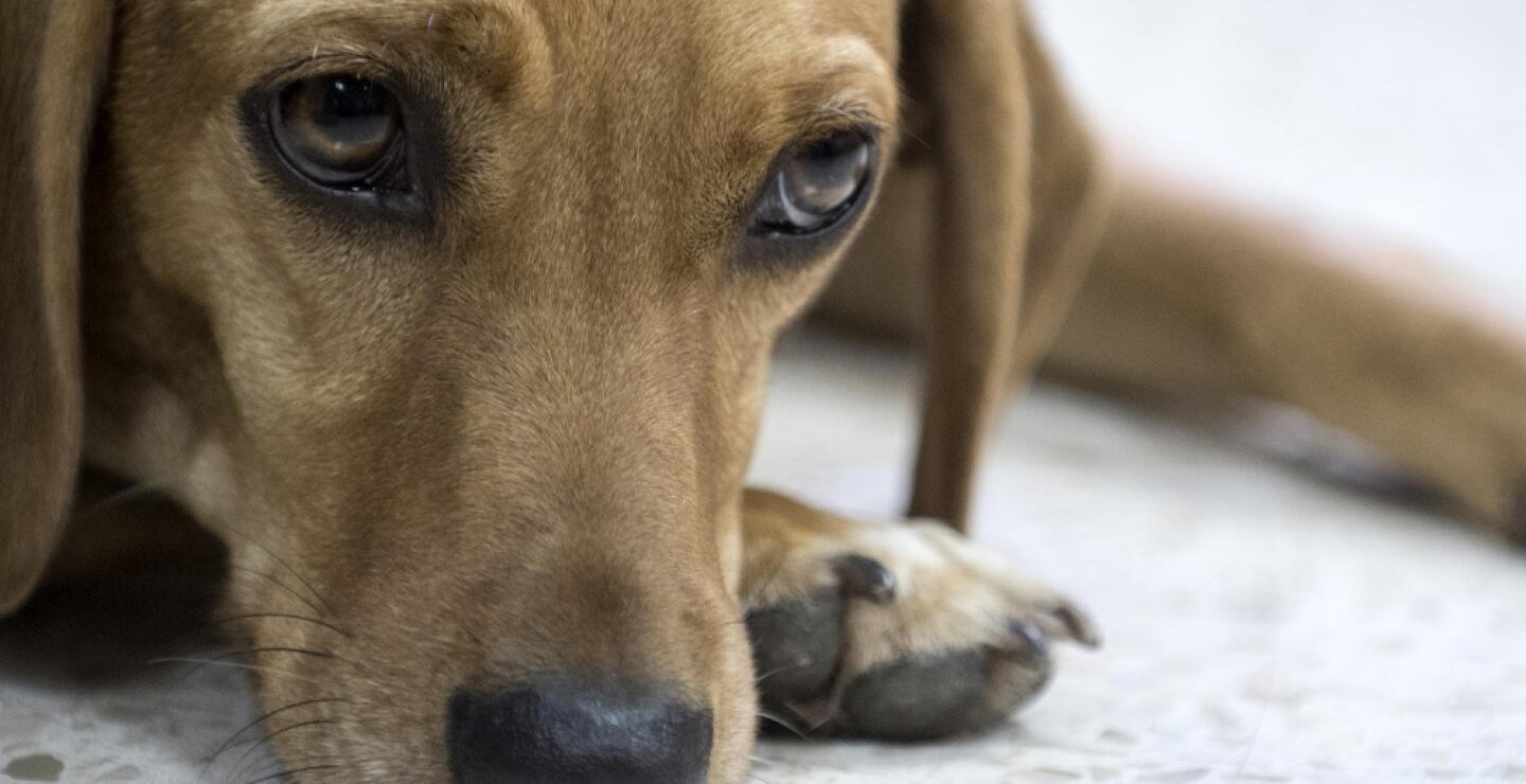 340779_BLU Radio. Perro - Referencia // Foto: AFP