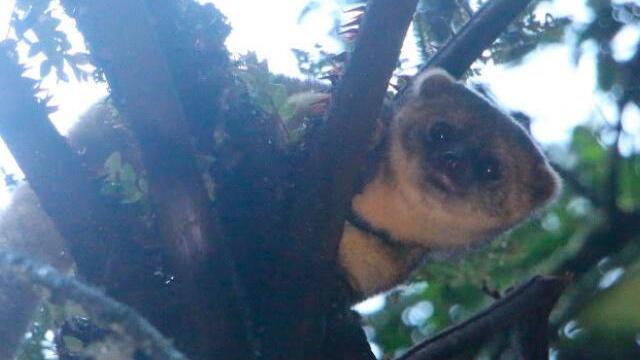 De regreso a su hábitat: así fue la liberación de un olinguito en Jardín, Antioquia