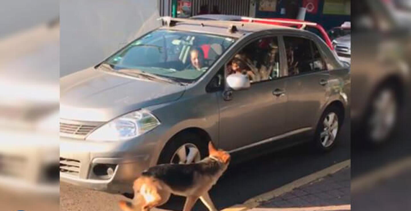 perro-abandonado_0.jpg
