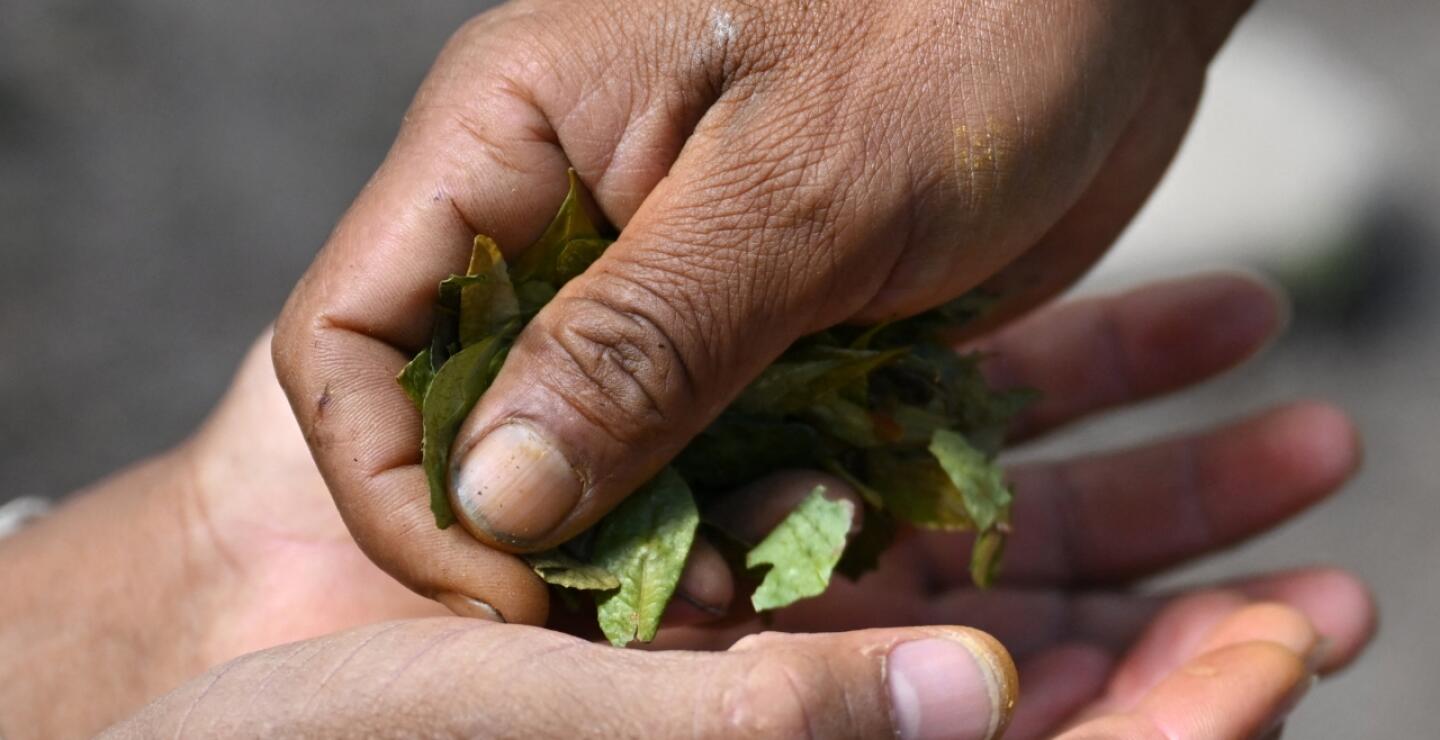 “Hoja de coca no merece estar en lista de sustancias más dañinas”: embajadora en Viena    